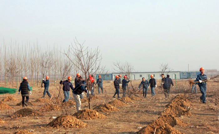 Group planting trees